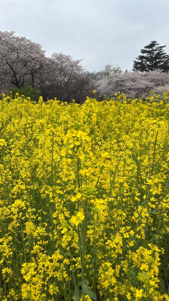 河城ゆずpicture